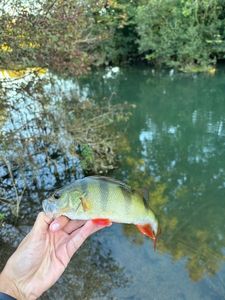 European Perch