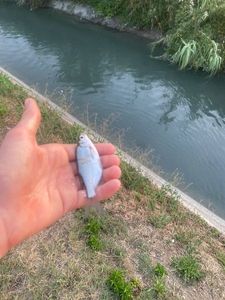 Roach