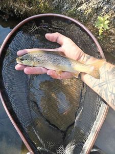 Brown Trout