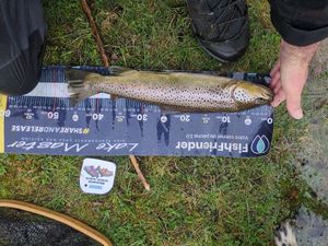 Brown Trout