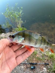 European Perch