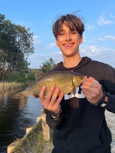 Crucian Carp