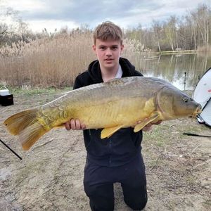 Mirror Carp