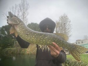 Northern Pike