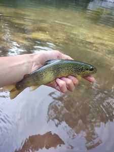 Brown Trout