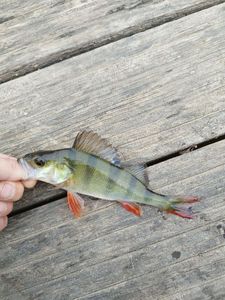 European Perch