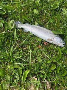 Rainbow Trout