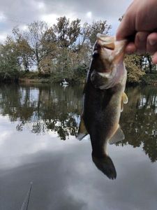 Largemouth Bass
