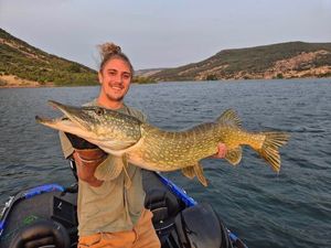 Northern Pike