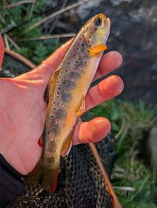 Brown Trout