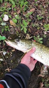 Northern Pike