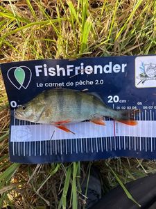 European Perch