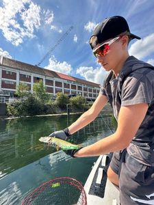 Northern Pike