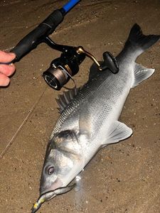 European Bass (Seabass)