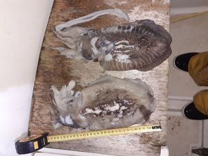 European Squid