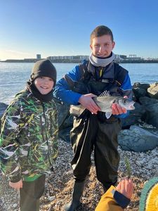 European Bass (Seabass)