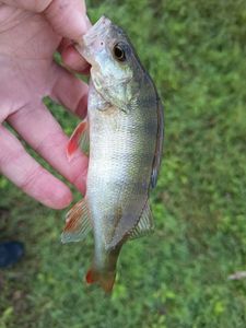 European Perch