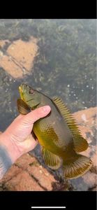 Ballan Wrasse