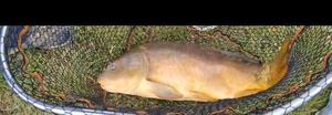 Leather Carp