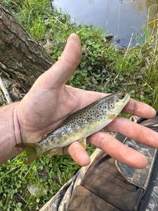 Brown Trout