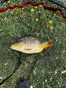 Leather Carp