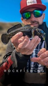 Black Goby