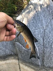 Chub