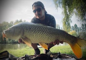 Common Carp