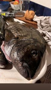 White Seabream
