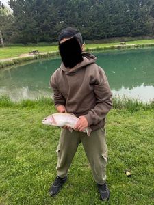 Rainbow Trout