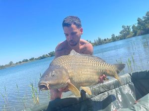 Common Carp