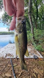 Largemouth Bass