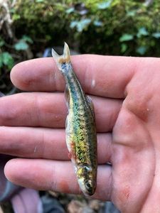 Common Minnow