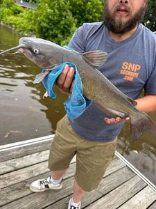 Channel Catfish