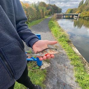 European Perch