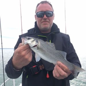 European Bass (Seabass)