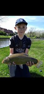 Tench