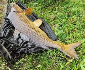 Common Carp