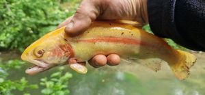 Golden Trout