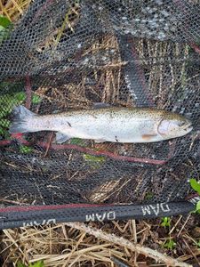 Rainbow Trout