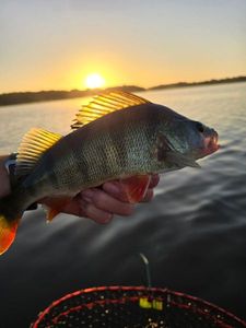 European Perch