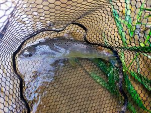Rainbow Trout