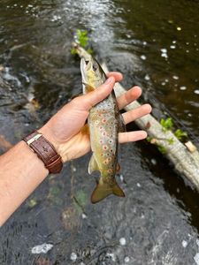 Brown Trout