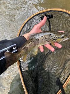 Brown Trout