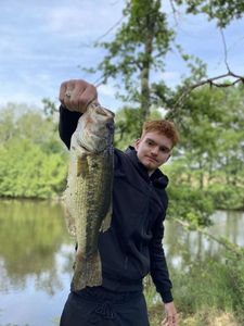 Largemouth Bass