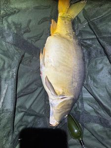 Leather Carp