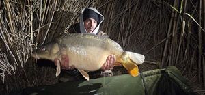 Mirror Carp