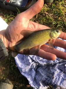 Tench