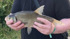 Common Bream