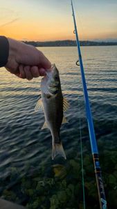 European Bass (Seabass)